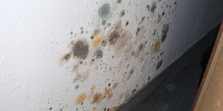 Bunte Schimmelflecken an Wand im Innenraum